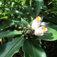 <i>Costus afer</i>  Ker Gawl.